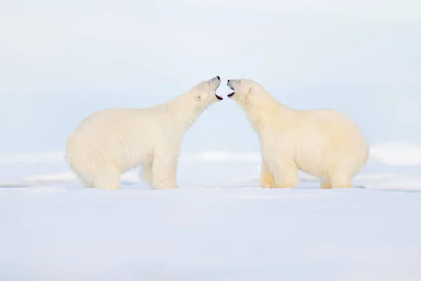 Zwei Eisbären kämpfen auf dem Eis — Stockfoto