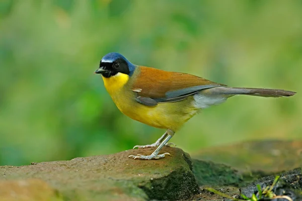 Uccello ridente di Courtois nell'habitat naturale — Foto Stock