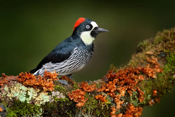 Acorn Woodpecker on the green moss branch — Stock Photo, Image