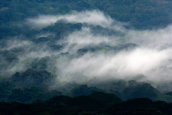 Paisaje de selva verde con lluvia y niebla — Foto de Stock