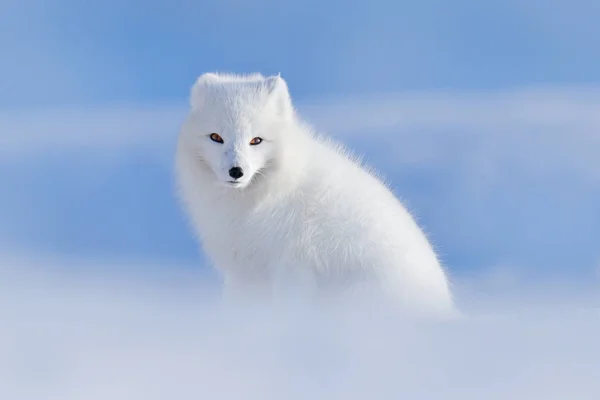 Raposa polar branca no habitat — Fotografia de Stock