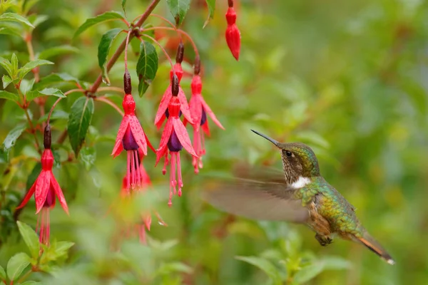 Kolibřík v kvetoucí květiny — Stock fotografie
