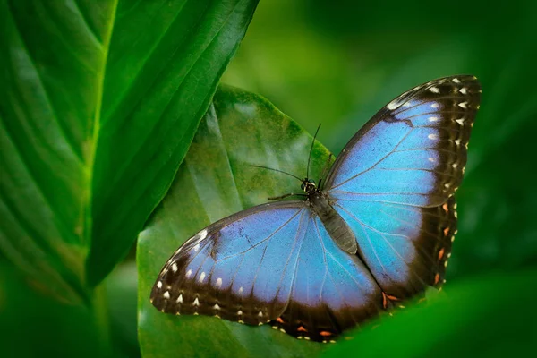 Голубая бабочка на зеленых листьях — стоковое фото