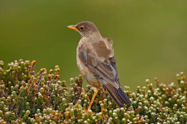 Falkland Thrush pássaro marrom — Fotografia de Stock