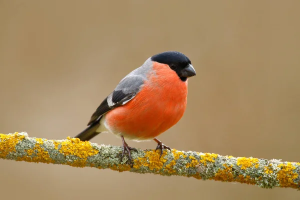 Bullfinch male songbird — Stock Photo, Image