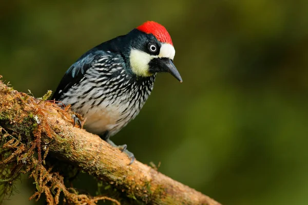 Woodpecker from Costa Rica mountain forest — Stock Photo, Image