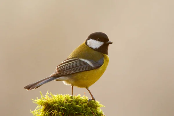 Great Tit black and yellow songbird — Stockfoto