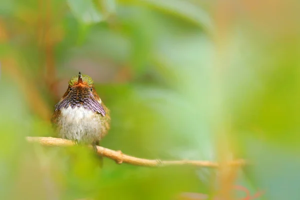 Hummingbird hidden in green vegetation