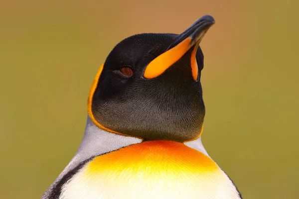 King penguin in Antarctica Stock Image
