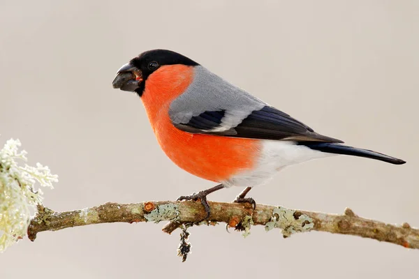Bullfinch male songbird — Stock Image Bullfinch male songbird Stock Image