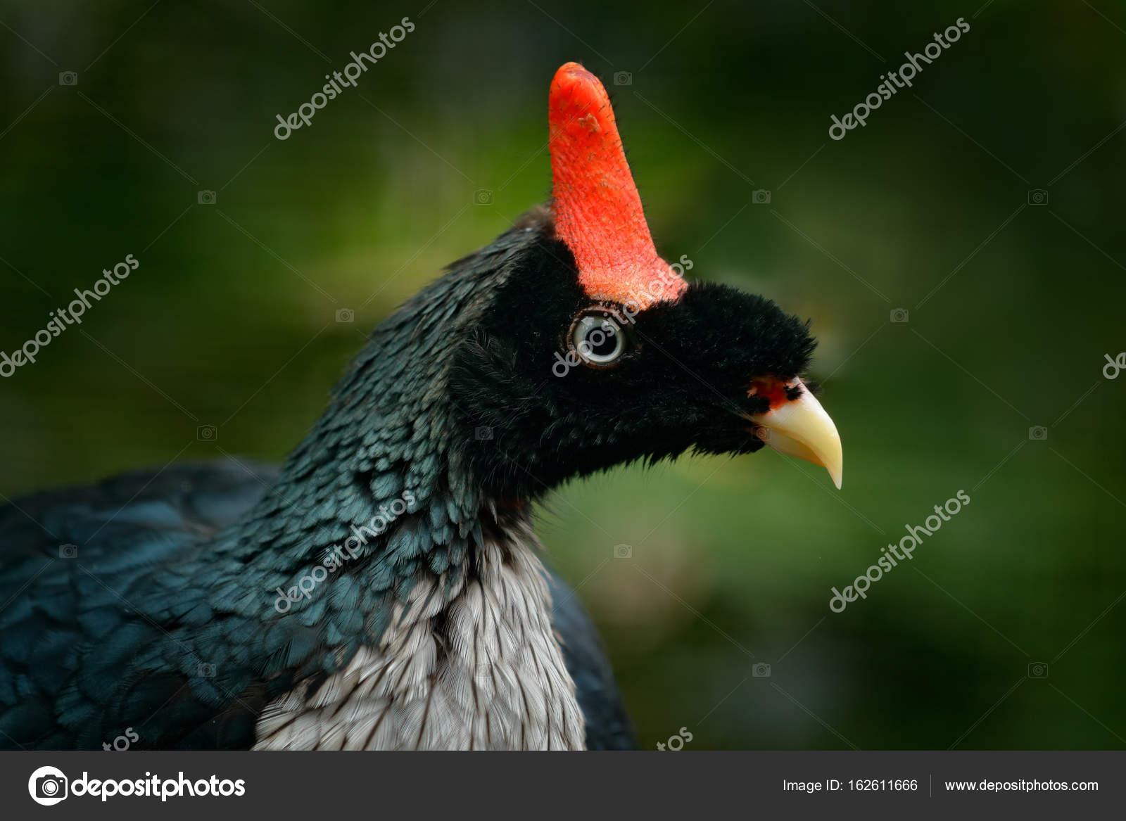 Blaxk Grands Oiseaux Avec Une Crête Rouge Photographie