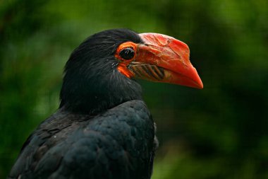 Bill kuş siyah kafa ile