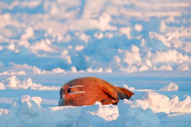 Su dışarı Mors sopa 