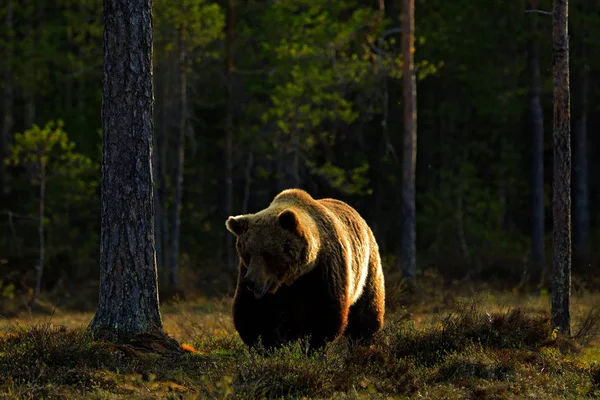 Urso marrom andando ao redor do lago — Fotografia de Stock