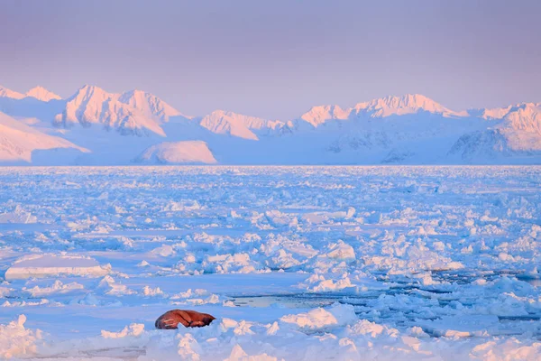 Winterlandschap met dieren. — Stockfoto