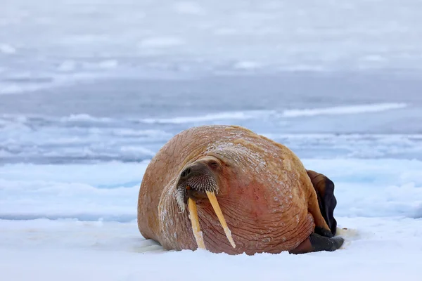 Walrus uitsteken uit water — Stockfoto