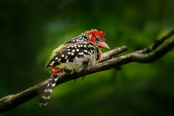 นกที่สวยงามจากป่าเขตร้อน — ภาพถ่ายสต็อก