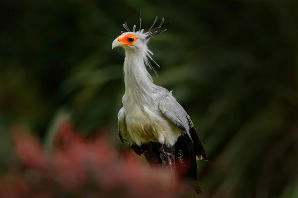 Turuncu surat ile gri kuş — Stok fotoğraf