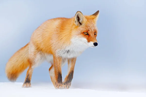 Red fox w snow biały — Zdjęcie stockowe