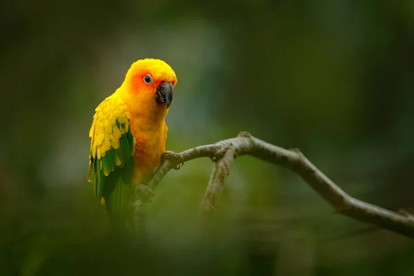 Seltener Papagei auf Zweig — Stockfoto