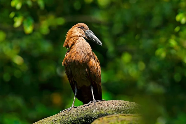 Scopus umbretta, in nest — Stock Photo, Image