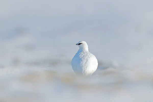 Vit fågel sitter på snö — Stockfoto