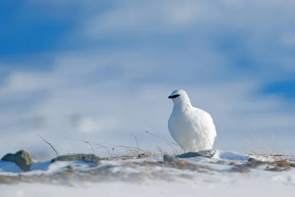 Witte vogel zittend op sneeuw — Stockfoto