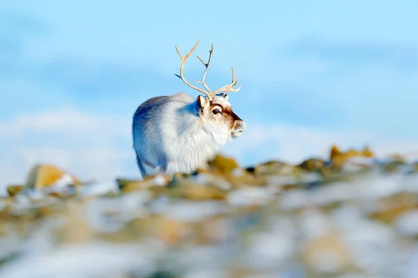 Paisagem de inverno com renas — Fotografia de Stock