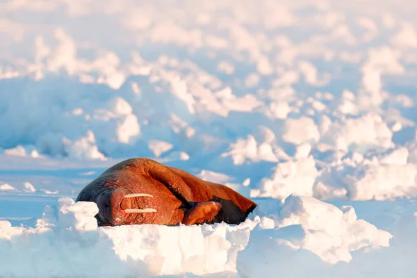 Walrus uitsteken uit water — Stockfoto