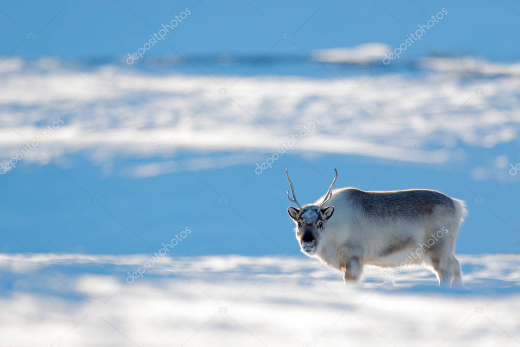 Winter landscape with reindeer