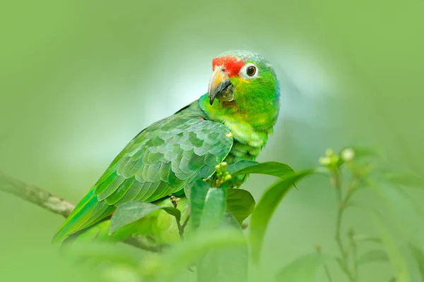 Green parrot with red head