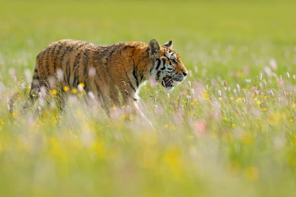 Tigre de Sibérie dans un bel habitat — Photo