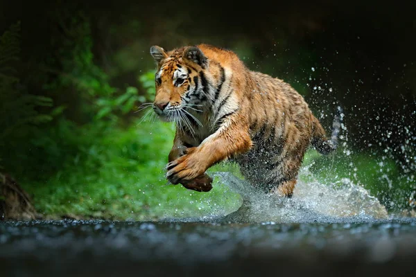 Tigre correndo na água — Fotografia de Stock