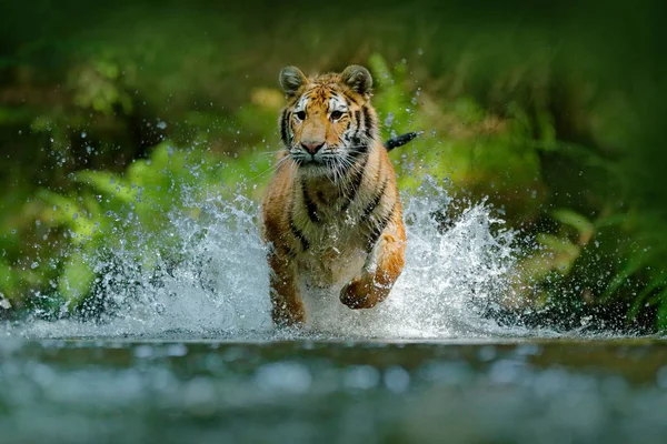 Tigre che scorre in acqua — Foto Stock