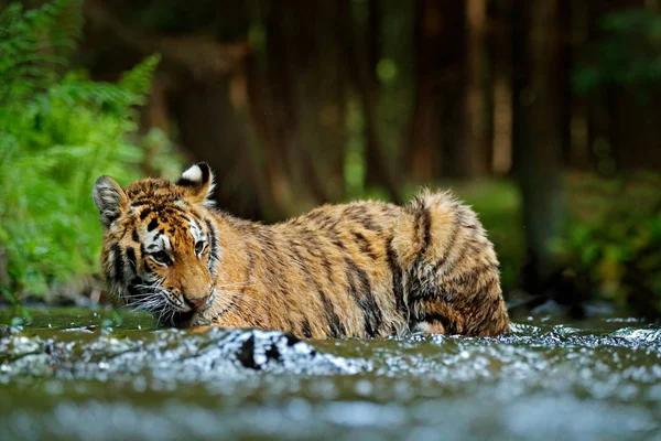 Tiger running in water — Stock Photo, Image