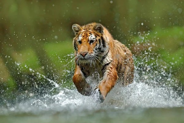 Tigre correndo na água — Fotografia de Stock