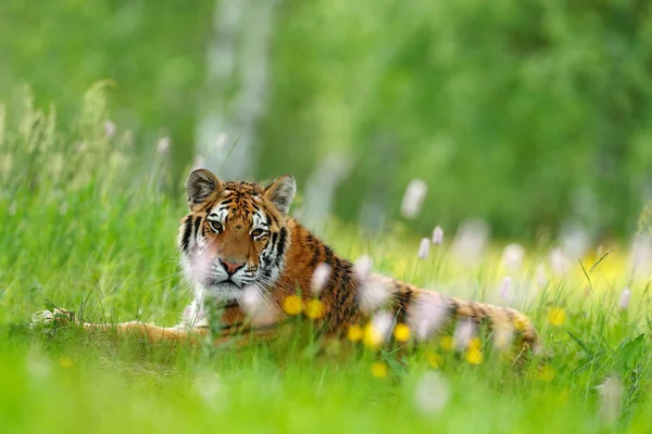 Tigre siberiana in un bellissimo habitat — Foto Stock