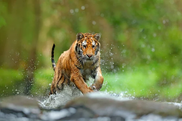 Tigris a vízben futás — Stock Fotó