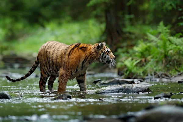 Tiger ação cena da vida selvagem — Fotografia de Stock