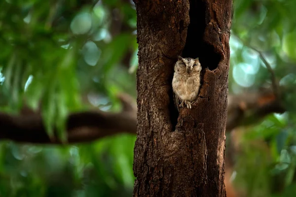 印第安角鸮 — 图库照片