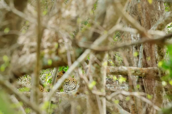 Leoprad hidden in green vegetation — Stock Photo, Image