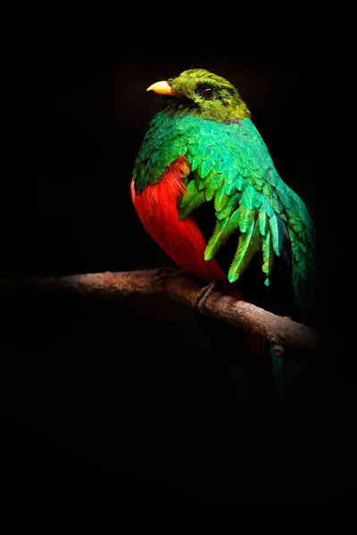 Exotic bird in forest
