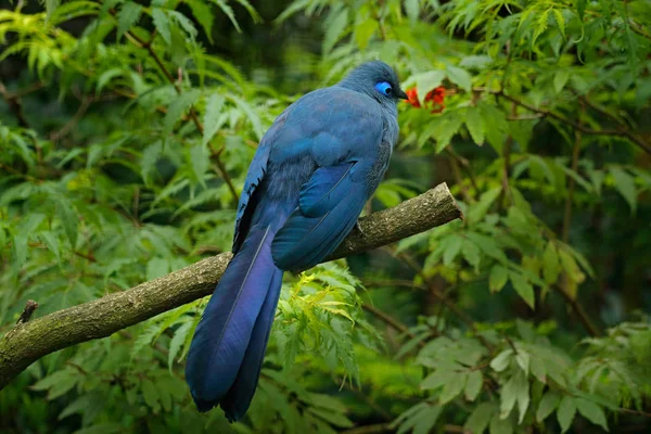 Couca sitting on branch — Stock Photo, Image