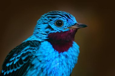 Tropic bird in nature habitat clipart
