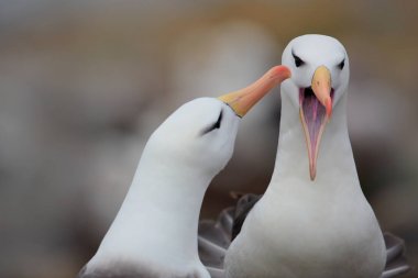 Kara kaşlı kuşları Albatroslar çifti