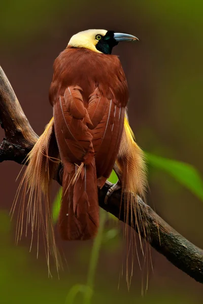 Gran pájaro del paraíso, Paradisaea apoda — Foto de Stock