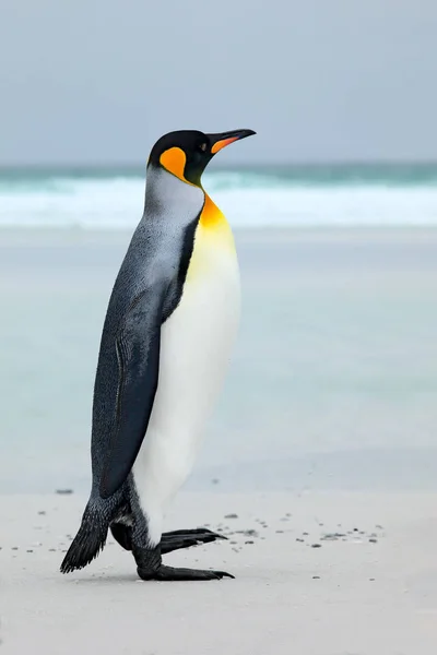 Ο βασιλιάς πιγκουίνος άλματα έξω από το νερό — Φωτογραφία Αρχείου