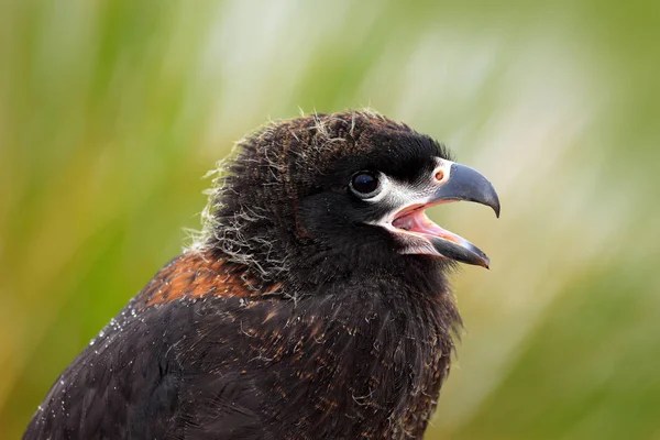 Gestreiftes Caracara auf Fels sitzend — Stockfoto