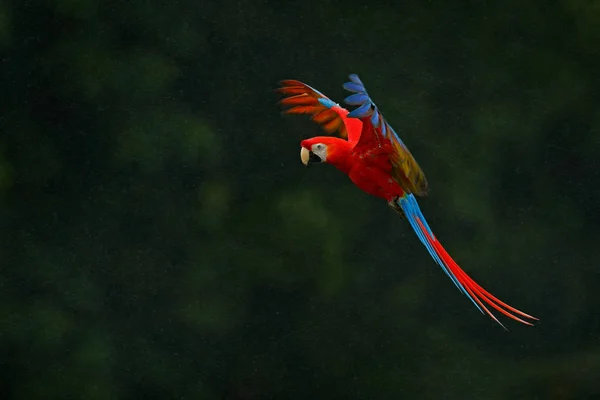 Red parrot in rain