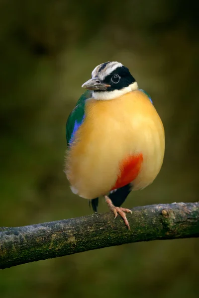Blue-winged Pitta in nature — Stock Photo, Image